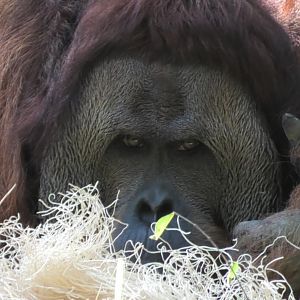 Henry the orangutan gave me his thumbs of approval