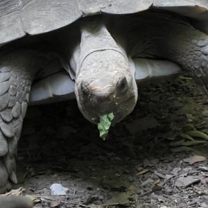 Burmese mountain tortoise with a leaf in it's mouth
