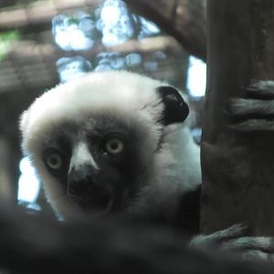 Coquerel's sifaka with it's mouth open