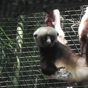 Coquerel's sifaka hanging on to the fence
