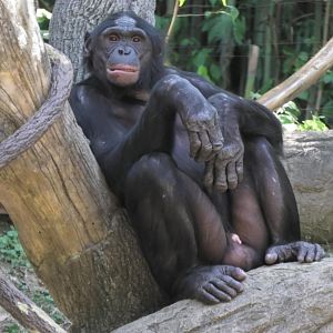 Bonobo posing for the camera