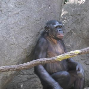 Bonobo