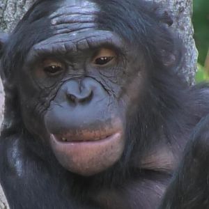 Bonobo smiles