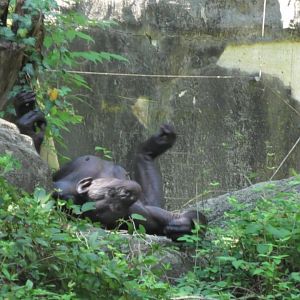 Lana the bonobo has an itch