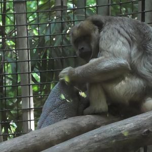 Howler monkey with a rug