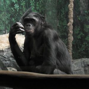 Bonobo looking at the outside world