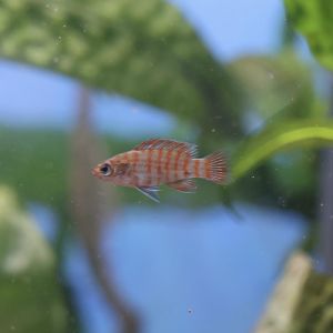 The Aqua Zoo—Scarlet Badis
