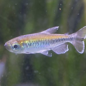 The Aqua Zoo—Congo Tetra