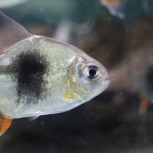 The Aqua Zoo—Disk Tetra, pair (from a tank containing a large school)