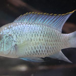 The Aqua Zoo—Blue Acara