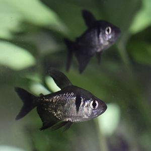 The Aqua Zoo—Black Phantom Tetra, pair