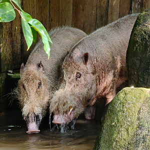 Sumatran Bearded Pig (Sus barbatus oi)