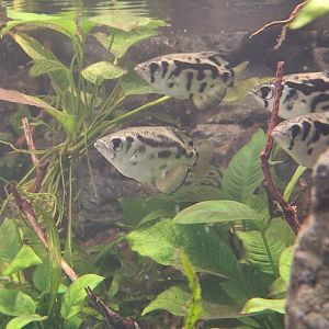 Clouded Archerfish