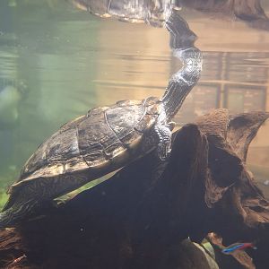 Mississipi Map Turtle