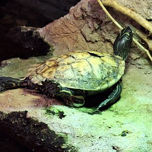 Mississipi Map Turtle