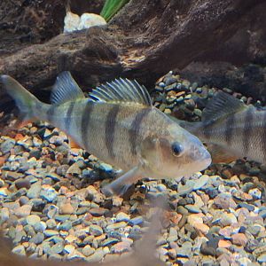 European Perch
