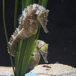 Lined Seahorse
