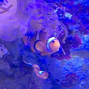 Clownfish