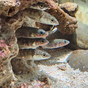 Three-spined Sticklebacks