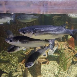 Thick-lipped Grey Mullets