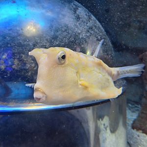 Longhorn Cowfish