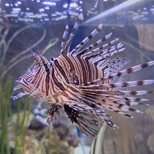 Lionfish