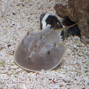 Horseshoe Crab