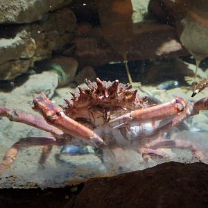 Spider Crab