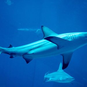 Blacktip Shark (Carcharhinus limbatus)