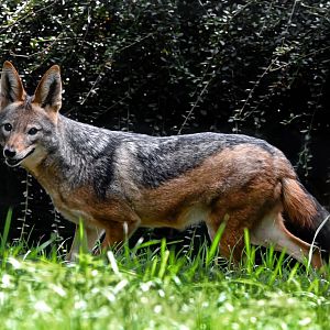 Black-backed jackal