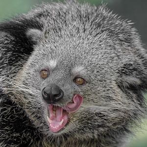 Binturong