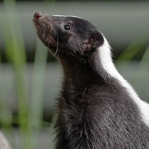 Striped skunk