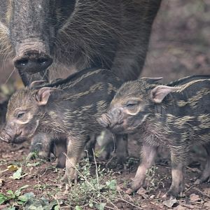 Red river hog piglets