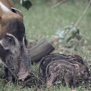 Red river hog + 3 little piglets