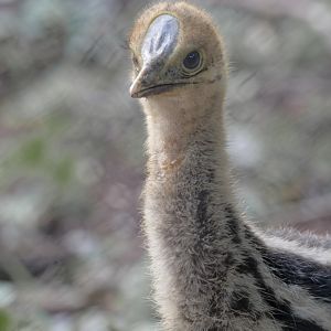 Twin-wattled cassowary chick