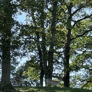 European fallow deer