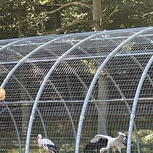 White stork aviary