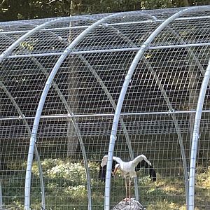 White stork aviary