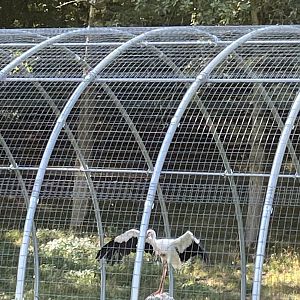 White stork aviary