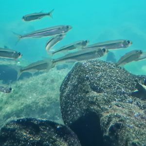 Oceanium - Sand smelts