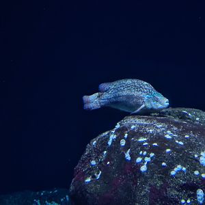 Oceanium - Ballan wrasse