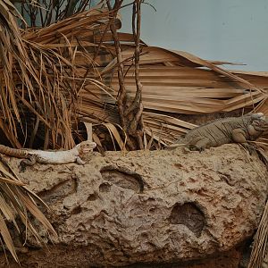 Oceanium - Utila spinytail iguana and Rhinoceros iguana