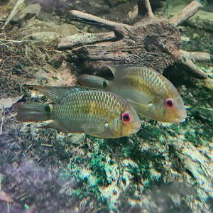 Oceanium - Krobia cichlids