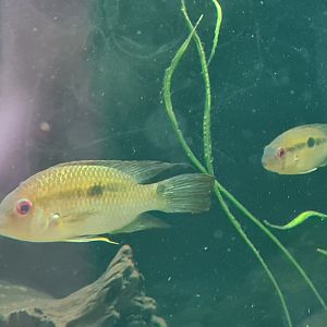 Oceanium - Krobia cichlids