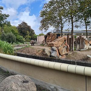 Eastern Black rhinoceros