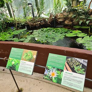 Victoria Conservatory - Rwandan warm water lily