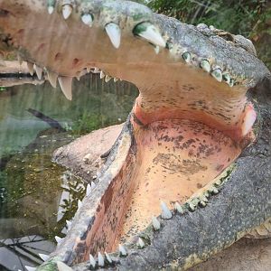 Nile crocodile maw
