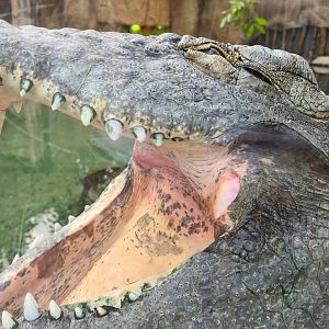 Nile crocodile maw