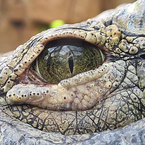 Nile crocodile eye close-up