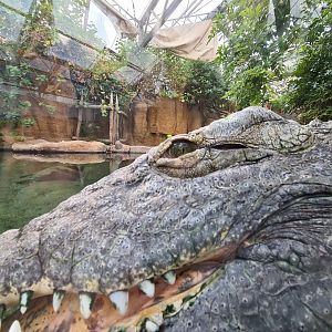 Nile crocodile close-up